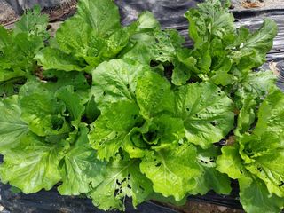 금동이네님의 기타작물 · 자유게시판 작성글 사진