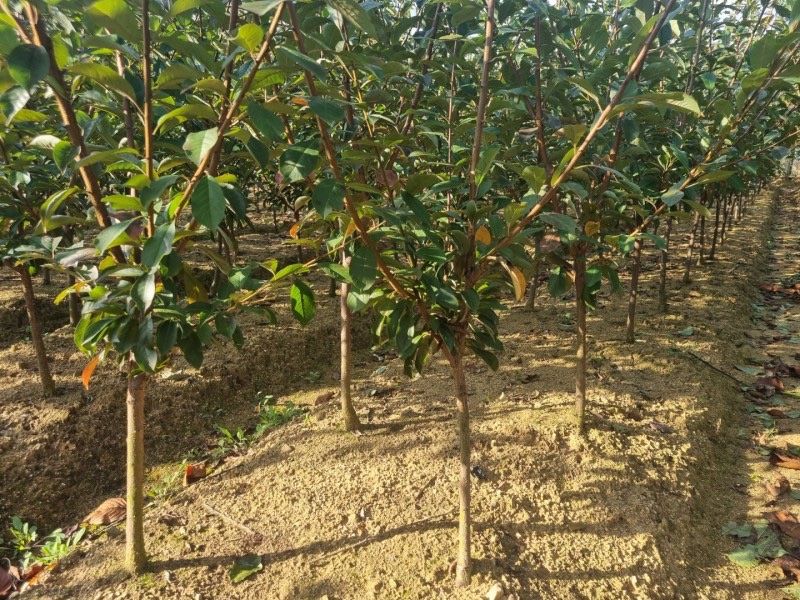 일심묘목농원님의 장터 판매 상품 [왕자두 3년생 결실주 분묘] 첨부 사진