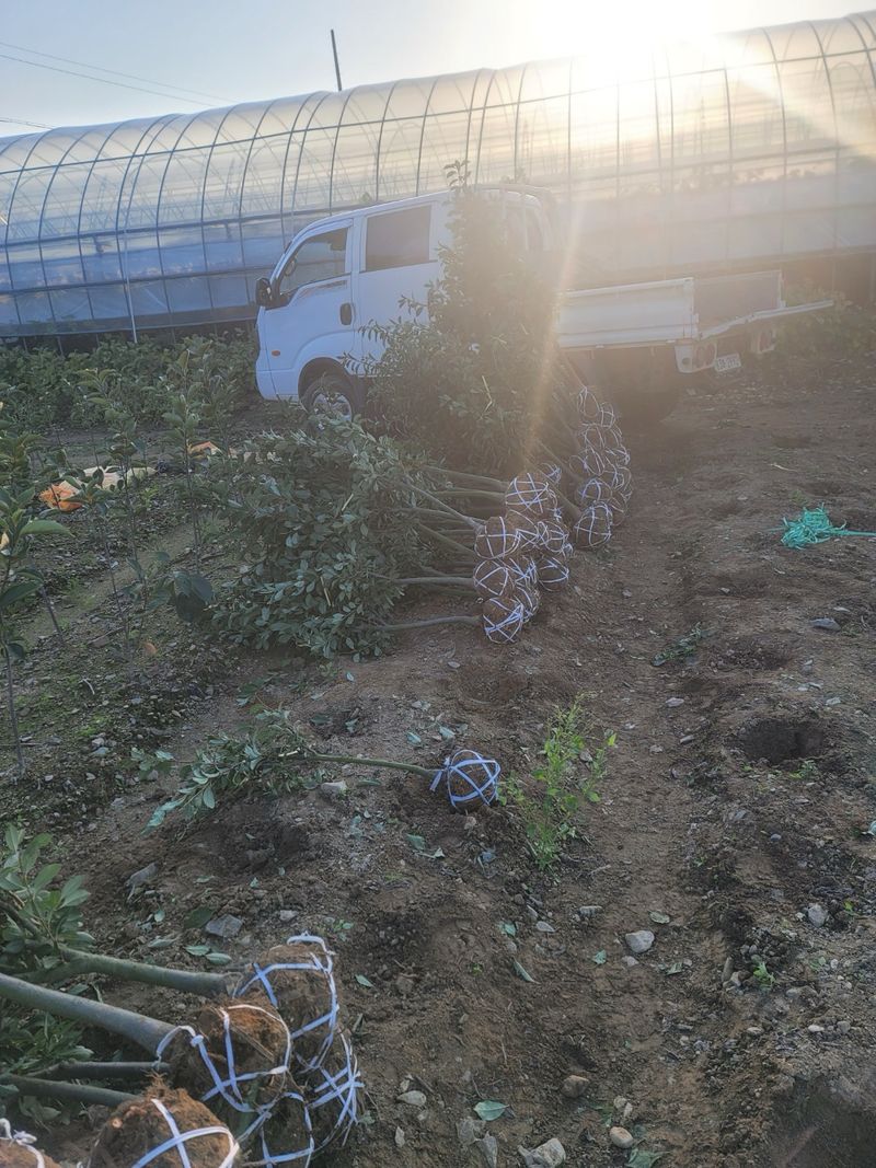 일심묘목농원님의 장터 판매 상품 [왕자두 3년생 결실주 분묘] 첨부 사진