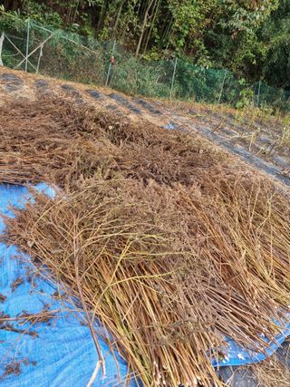 이종규님의 10월 농사 성적 자랑하기 · 참여글 작성글 사진