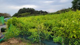 블랙타이거님의 10월 농사 성적 자랑하기 · 참여글 작성글 사진