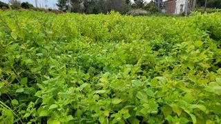 블랙타이거님의 10월 농사 성적 자랑하기 · 참여글 작성글 사진