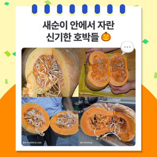 팜모닝 베스트님의 팜모닝공식 · 팜모닝 베스트 작성글 사진