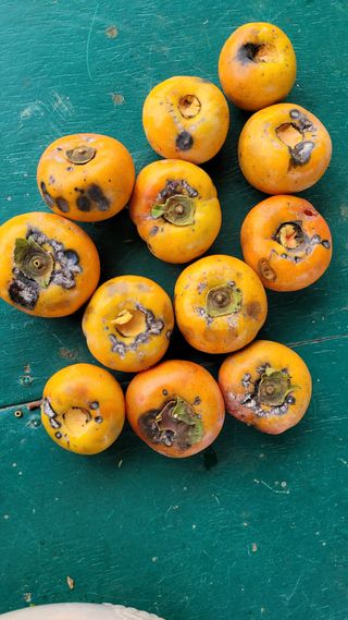 블랙타이거님의 감 · 병해충상담 작성글 사진