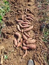 팜모닝 고구마·자유게시판 게시글 이미지