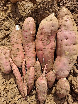 곽해영님의 고구마 · 자유게시판 작성글 사진