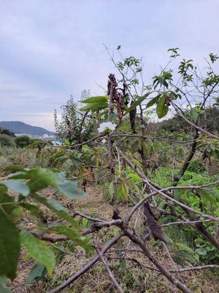 박정희 님의 기타작물 · 병해충상담 작성글 사진