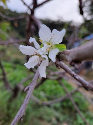 박정희 님의 기타작물 · 병해충상담 작성글 사진
