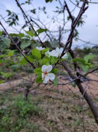 박정희 님의 기타작물 · 병해충상담 작성글 사진