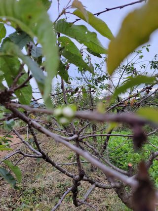 박정희 님의 기타작물 · 병해충상담 작성글 사진