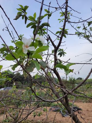 박정희 님의 기타작물 · 병해충상담 작성글 사진