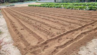 양파9893님의 고추 · 영농일지 작성글 사진