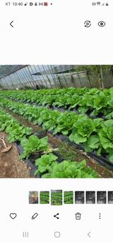 팜모닝 벼·자유게시판 게시글 이미지