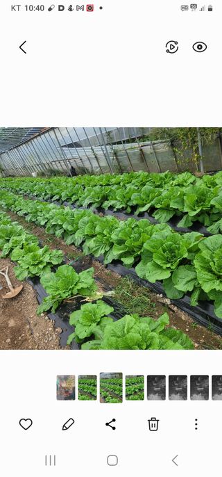 박승호님의 벼 · 자유게시판 작성글 사진