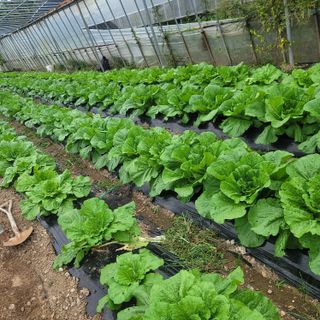 박승호님의 벼 · 자유게시판 작성글 사진