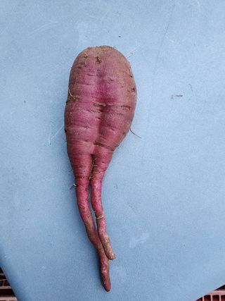  청계유정란 박진균님의 기타작물 · 자유게시판 작성글 사진