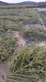 팜모닝 들깨·자유게시판 게시글 이미지