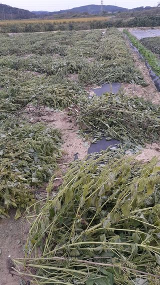 송광만님의 들깨 · 자유게시판 작성글 사진