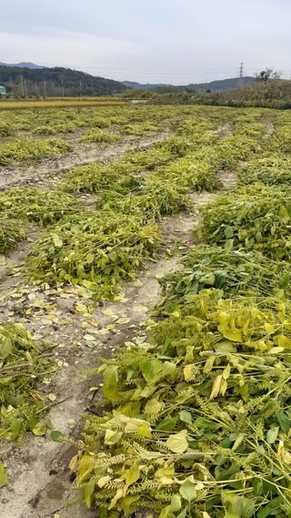 송광만님의 들깨 · 자유게시판 작성글 사진