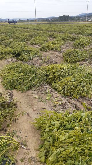 송광만님의 들깨 · 자유게시판 작성글 사진