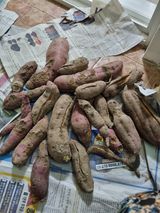 팜모닝 고구마·자유게시판 게시글 이미지