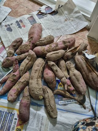 포항종미님의 고구마 · 자유게시판 작성글 사진