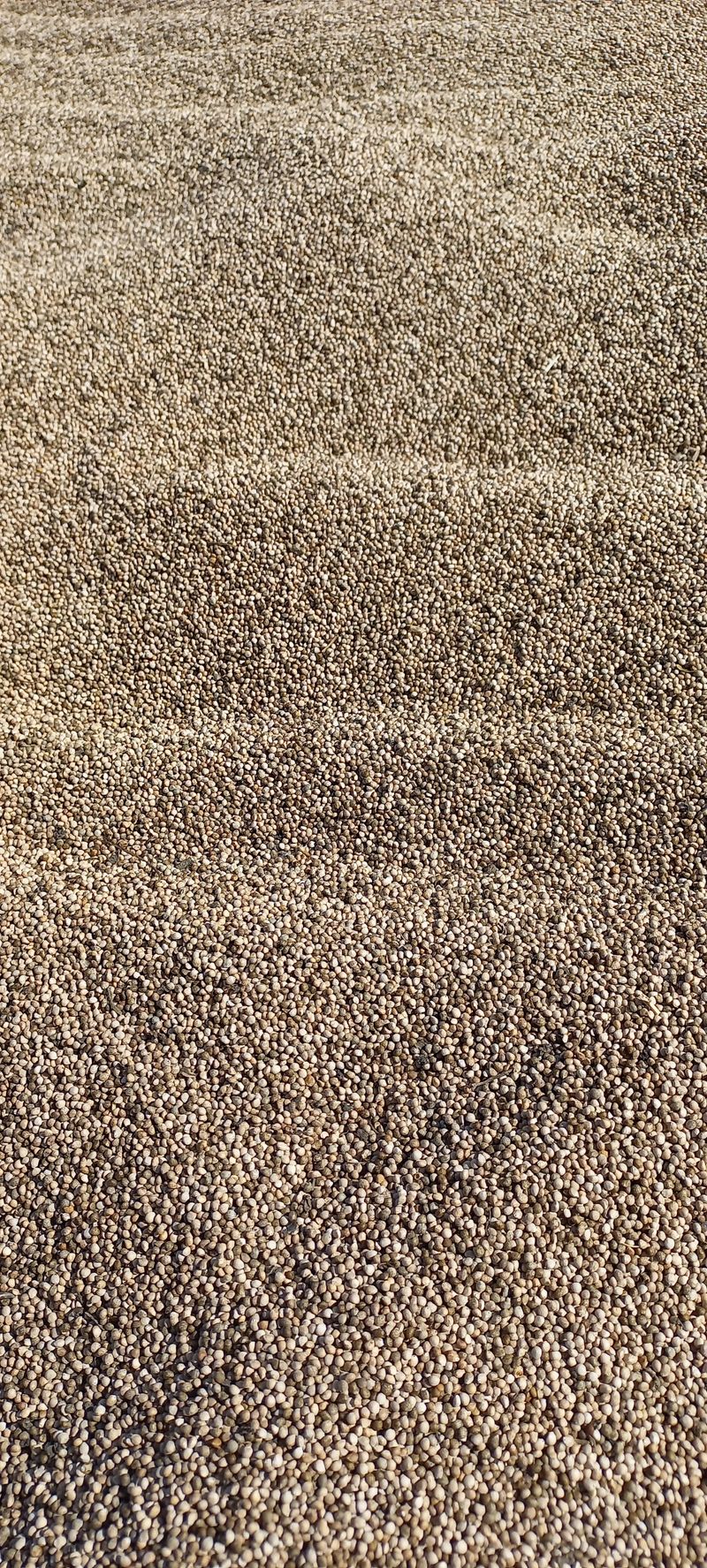 강정순님의 장터 판매 상품 [들깨] 첨부 사진