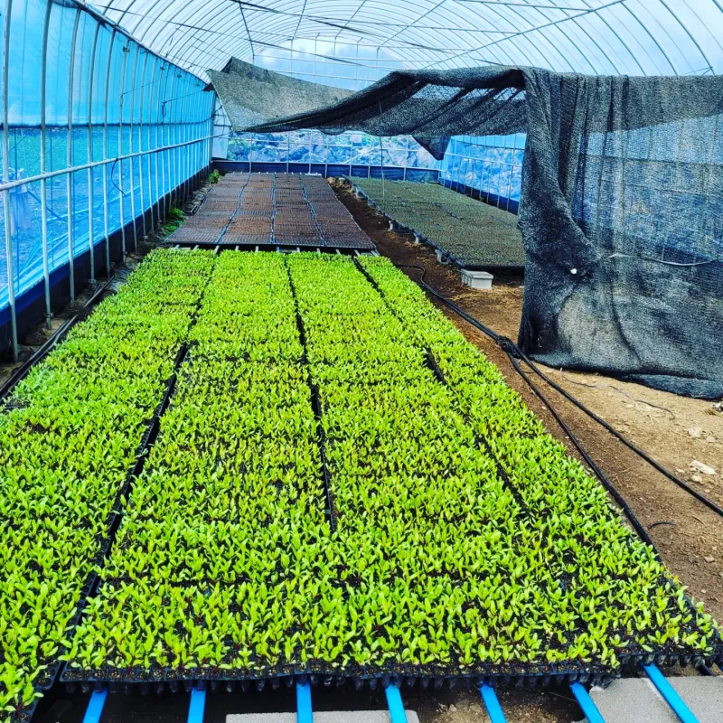 장터 상품 [날씨가 너무 덥네요. 뜨거운 햇살에 브로코리등 채소 묘] 썸네일