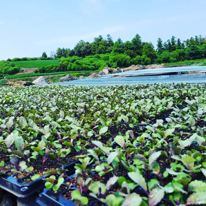 사남매아빠님의 장터 판매 상품 [날씨가 너무 덥네요. 뜨거운 햇살에 브로코리등 채소 묘] 첨부 사진