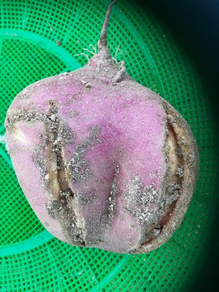 박대홍님의 10월 농사 성적 자랑하기 · 참여글 작성글 사진