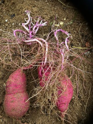 박대홍님의 10월 농사 성적 자랑하기 · 참여글 작성글 사진