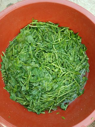 이상애초보농업님의 자유주제 · 자유게시판 작성글 사진