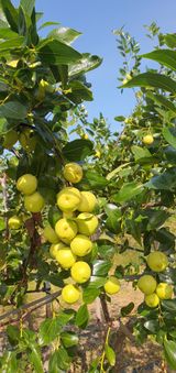 팜모닝 10월 농사 성적 자랑하기·참여글 게시글 이미지