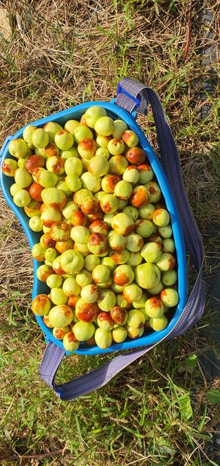 이은하님의 10월 농사 성적 자랑하기 · 참여글 작성글 사진