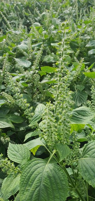 이은하님의 10월 농사 성적 자랑하기 · 참여글 작성글 사진