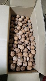 팜모닝 고추·수확 게시글 이미지