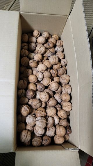 ♡5도2촌pys♡님의 고추 · 수확 작성글 사진