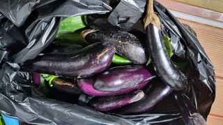 ♡5도2촌pys♡님의 고추 · 수확 작성글 사진