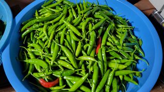 ♡5도2촌pys♡님의 고추 · 수확 작성글 사진