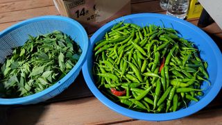 ♡5도2촌pys♡님의 고추 · 수확 작성글 사진