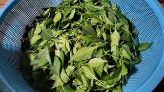 ♡5도2촌pys♡님의 고추 · 수확 작성글 사진