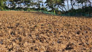 김은아님의 10월 농사 성적 자랑하기 · 참여글 작성글 사진