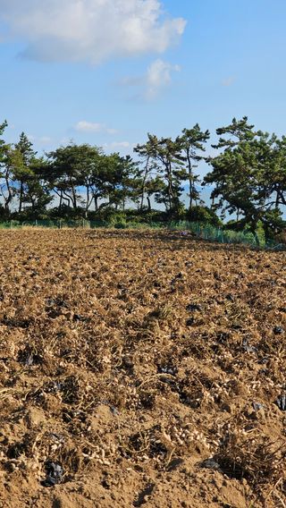 김은아님의 10월 농사 성적 자랑하기 · 참여글 작성글 사진