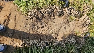 김은아님의 10월 농사 성적 자랑하기 · 참여글 작성글 사진