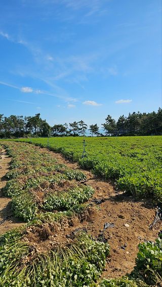 김은아님의 10월 농사 성적 자랑하기 · 참여글 작성글 사진