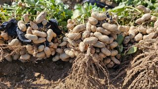 김은아님의 10월 농사 성적 자랑하기 · 참여글 작성글 사진