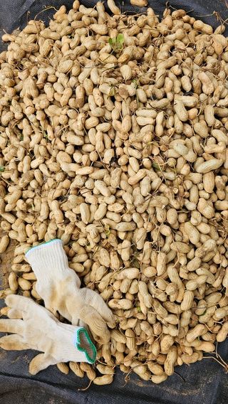 김은아님의 10월 농사 성적 자랑하기 · 참여글 작성글 사진