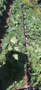 팜모닝 배추·일상 게시글 이미지