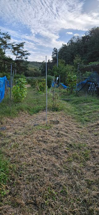 대봉농원 이경화님의 기타작물 · 영농일지 작성글 사진
