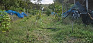 대봉농원 이경화님의 기타작물 · 영농일지 작성글 사진